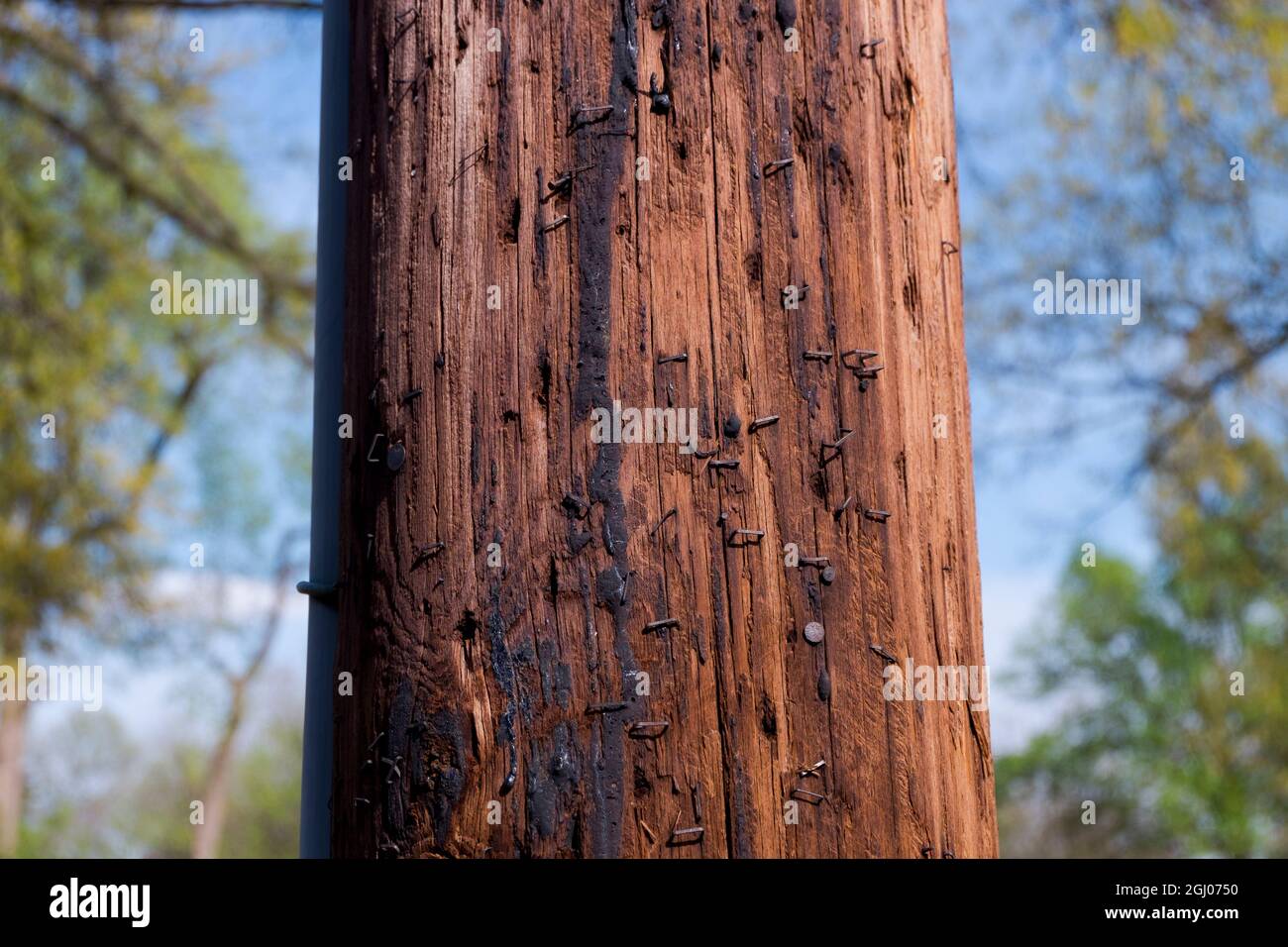 Ein Standard-Telefon aus Holz, ein Pfosten mit Teer und Klammern. In Arlington, Virginia. Stockfoto