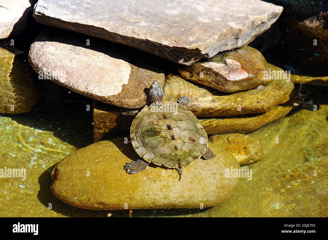 Terrapin steht auf einem Stein in einem Zierfischteich, Spanien. Stockfoto