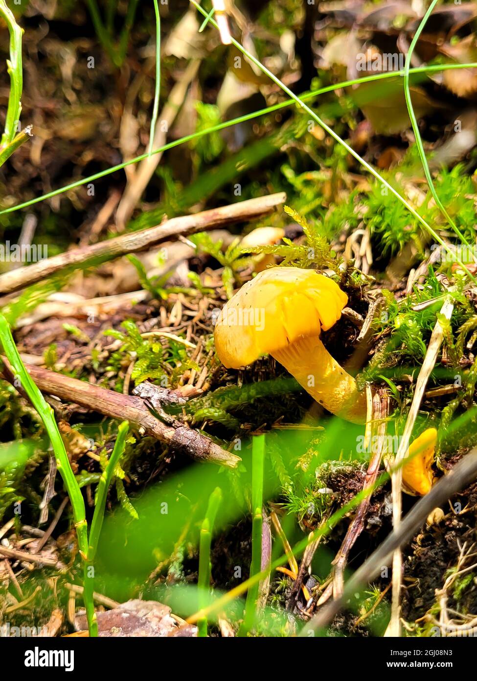 Gelber pilz Fotos und Bildmaterial in hoher Auflösung Alamy