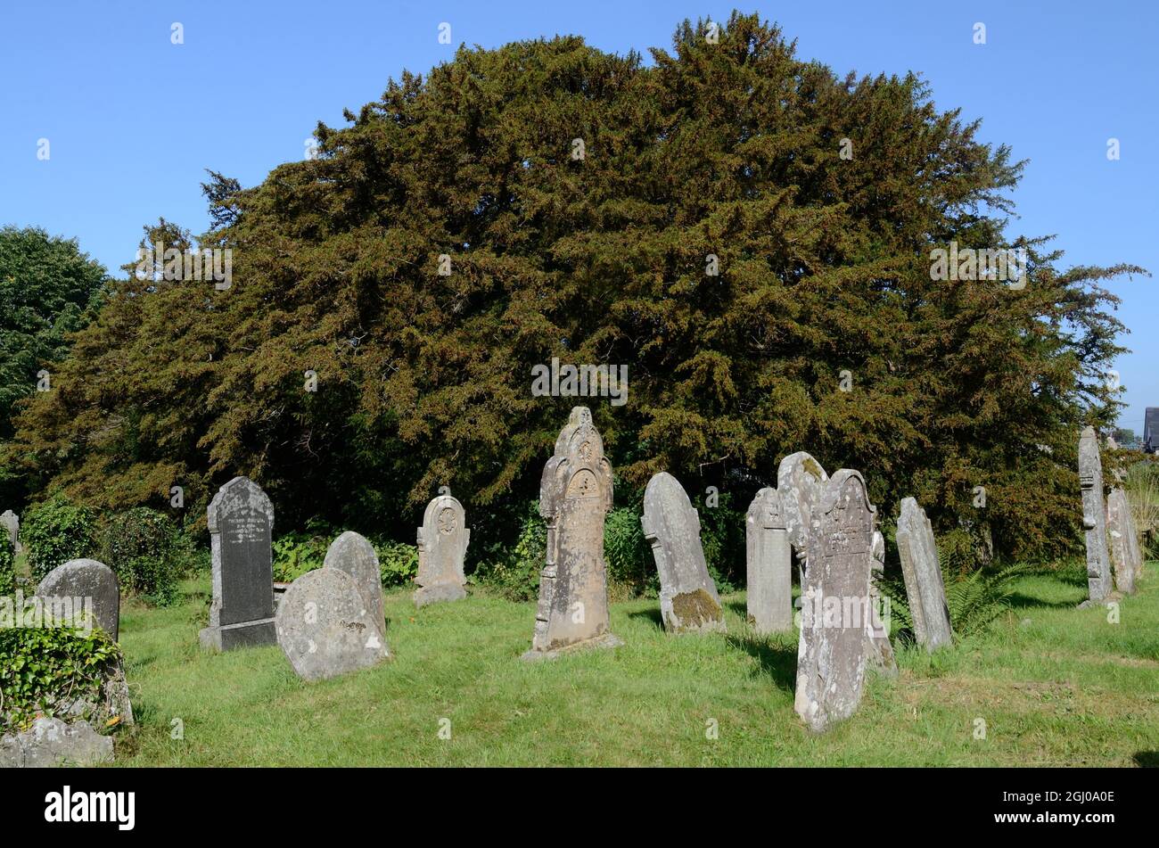 Die Defynnog-Eibe in Beere soll 5000 Jahre alt sein, die älteste Eibe im Vereinigten Königreich St. Cynogs Churchyard Sennybridge Wales Cymru UK Stockfoto