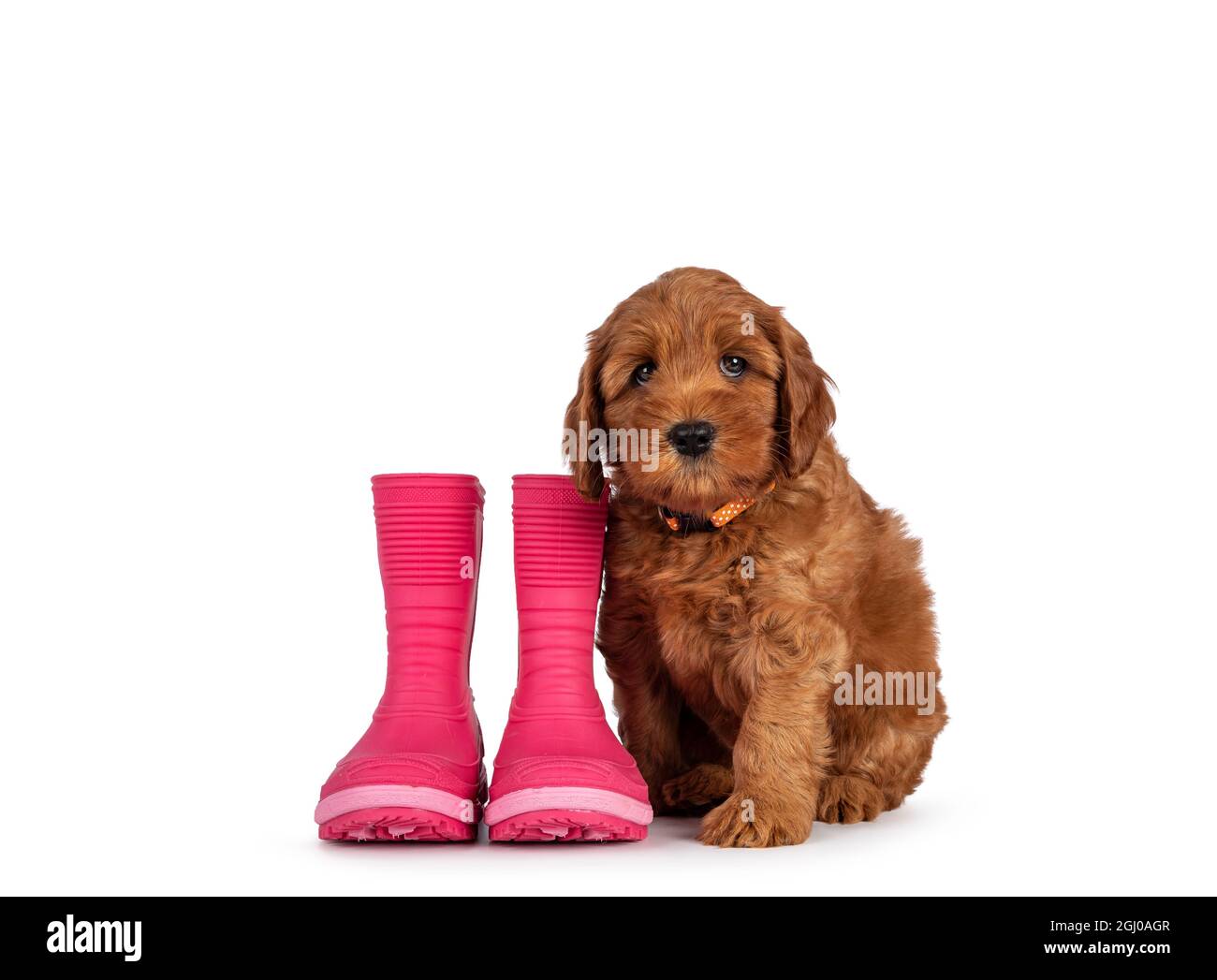 Entzückender Cobberdog-Welpe, auch Labradoodle genannt, sitzt nach vorne neben einem Paar rosa Gummistiefeln. Direkter Blick auf die Kamera. Isoliert ein Stockfoto