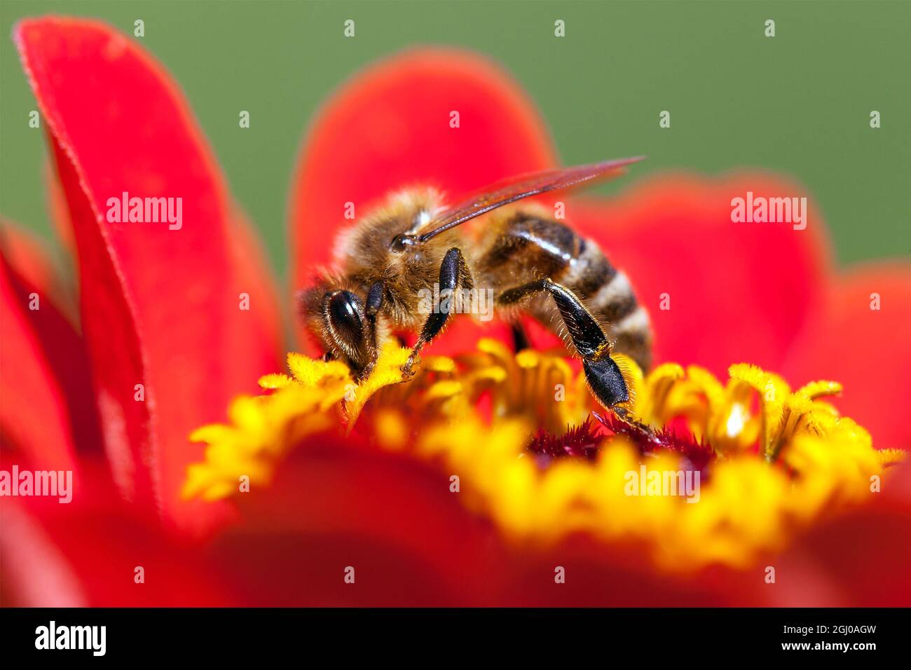 Detail der Biene oder Honigbiene in Latein APIs Mellifera, europäische