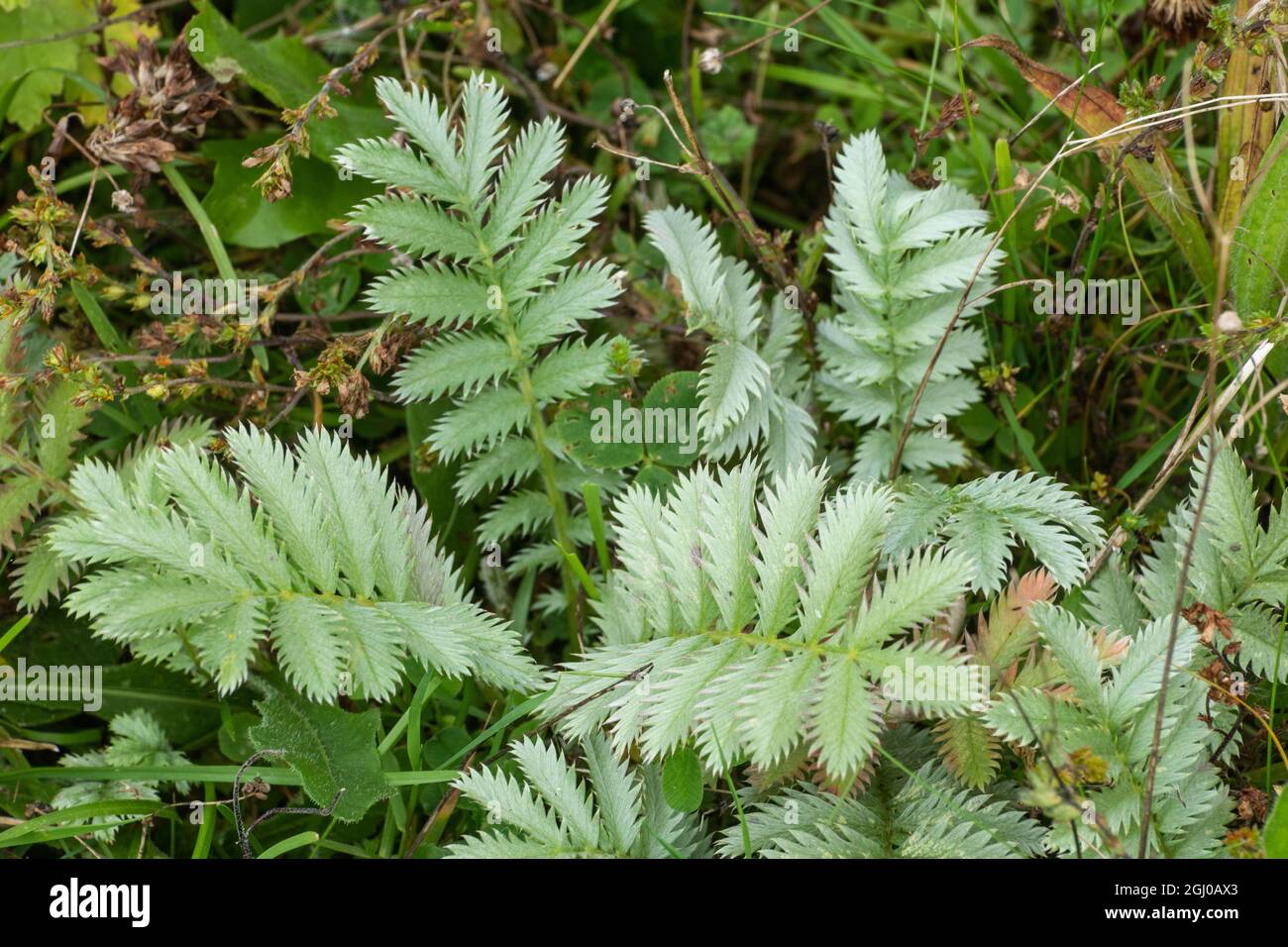 Silberweed-Pflanze (Potentilla anserina), Nahaufnahme der silbrigen Blätter oder Blätter, Großbritannien Stockfoto