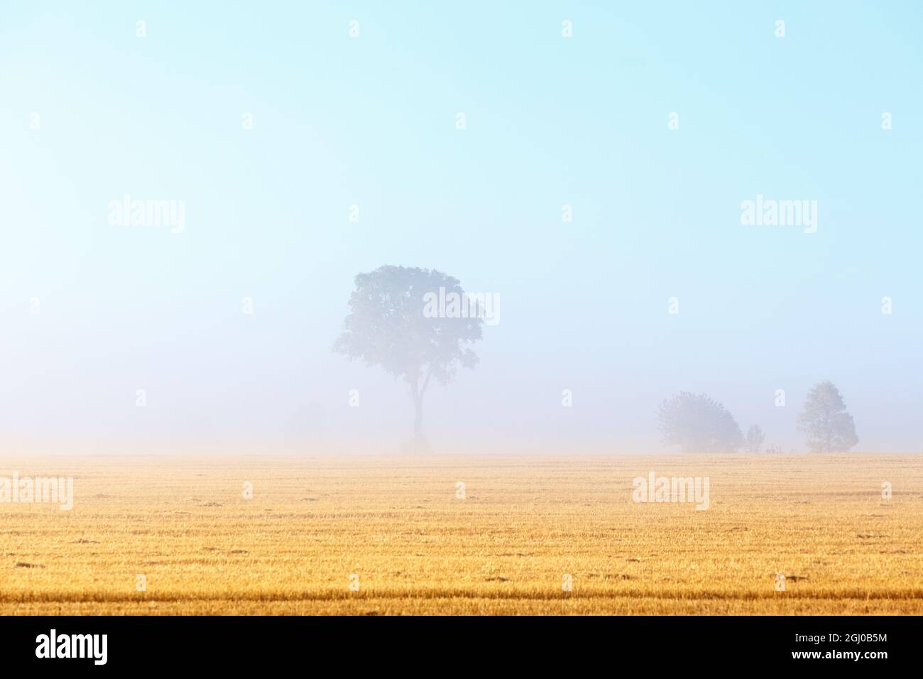 Einsamer Baum im Nebel auf einem Feld Stockfoto