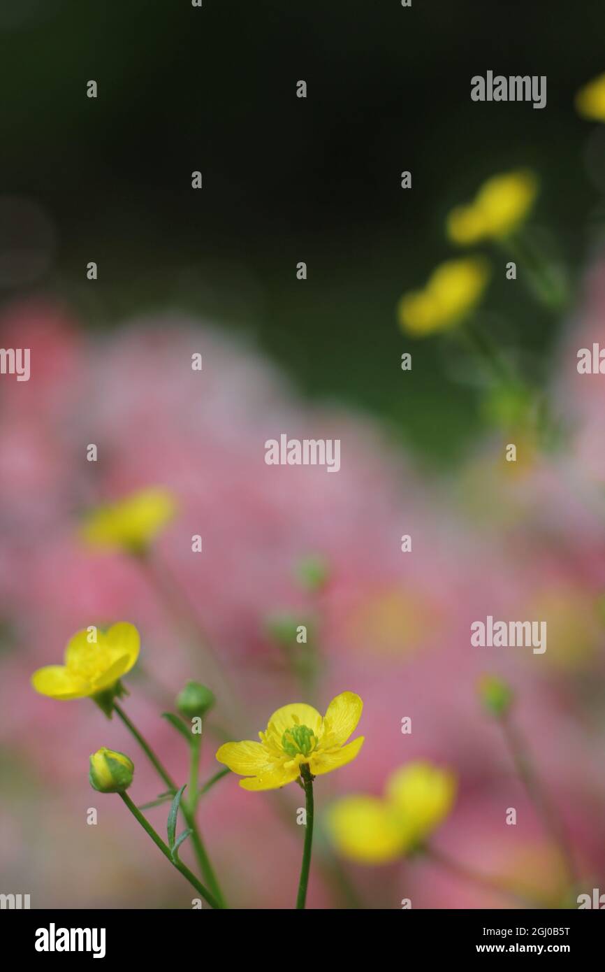 Field of Texas Wildflower Yellow Buttercup Ranunculus bulbosus - Knollenbauch Buttercup Stockfoto