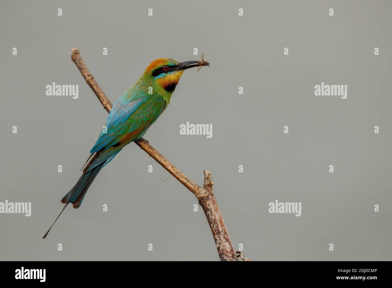 Ein australischer Regenbogen-Bienenfresser, Australiens einzige Bienenfresser. Stockfoto