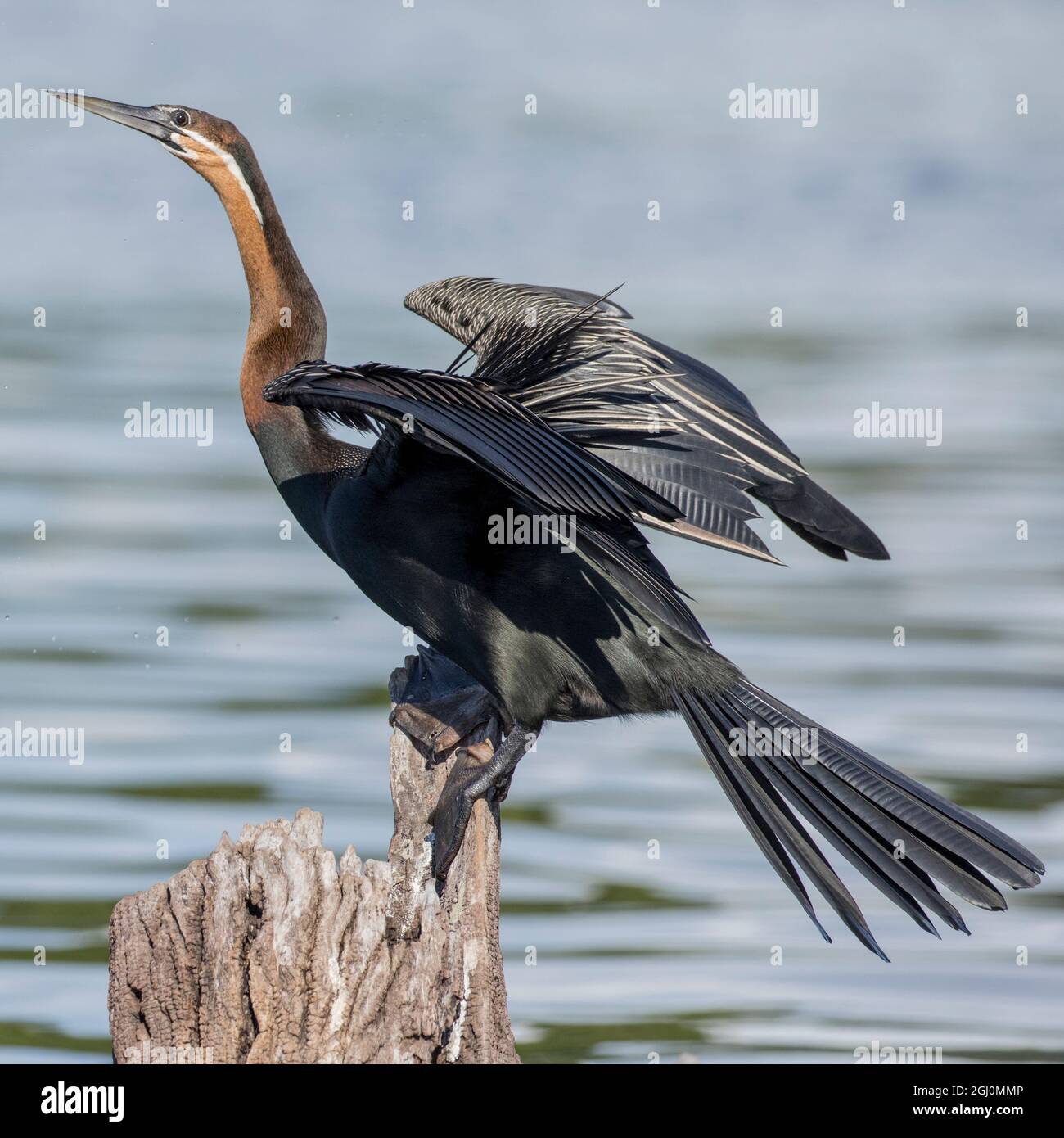 Afrika, Botswana, Chobe National Park, afrikanische Schlangenhalsvogel (anhinga Rufa) Spreads Flügel auf Ast oben Chobe River Stockfoto