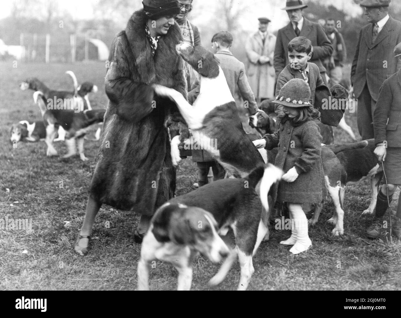 Einer der Hunde, der sich mit einem Anhänger am Start der Garth Hunt von Inglemere Farm, Ascot, England anfreundet. 31. Januar 1932 Stockfoto