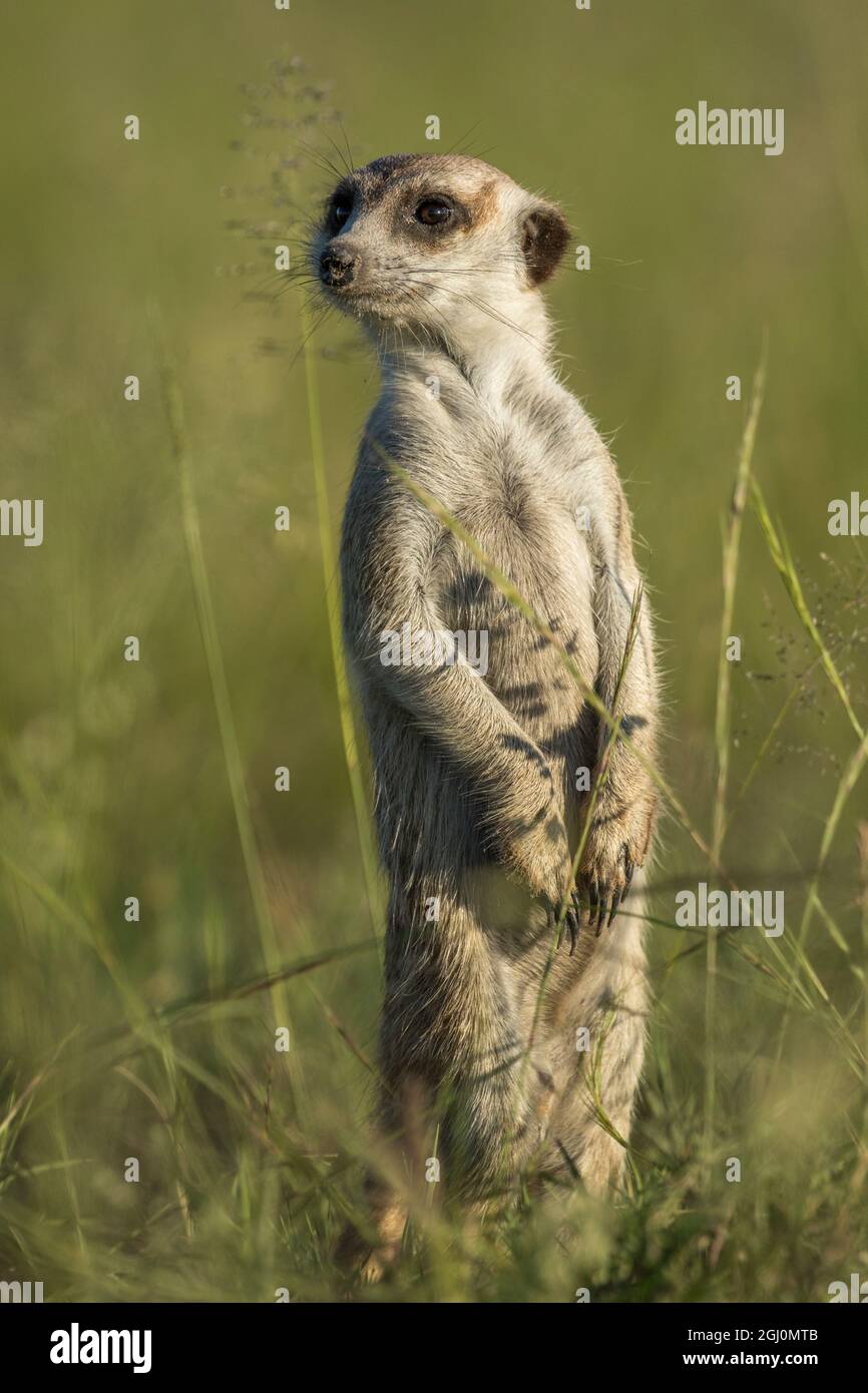 Afrika, Botswana, Makgadikgadi Pan National Park, Erdmännchen (Suricata suricatta) im grünen Gras nach der Regenzeit in der Kalahari Wüste Stockfoto