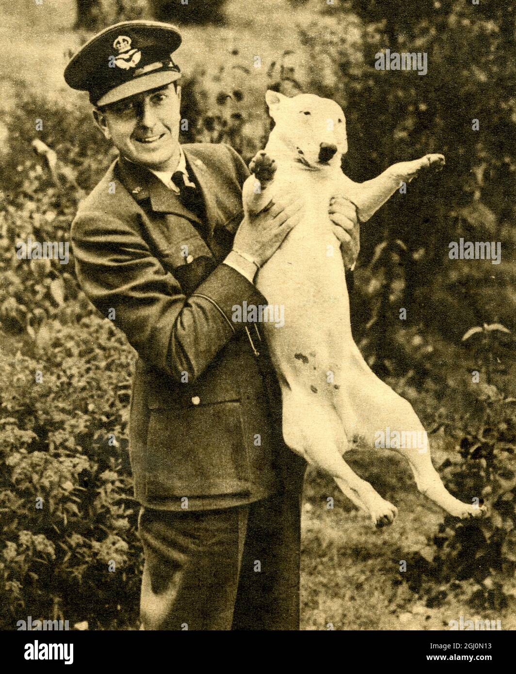 Henry Cotton, British Open Golf Champion von 1934 und 1937, ist der Royal Air Force als amtierender Pilot Officer in der Administrative und Special Opties Branch beigetreten. Das Foto zeigt ihn mit seinem Bull Terrier , "Johnny" . Oktober 1940 ©TopFoto Stockfoto