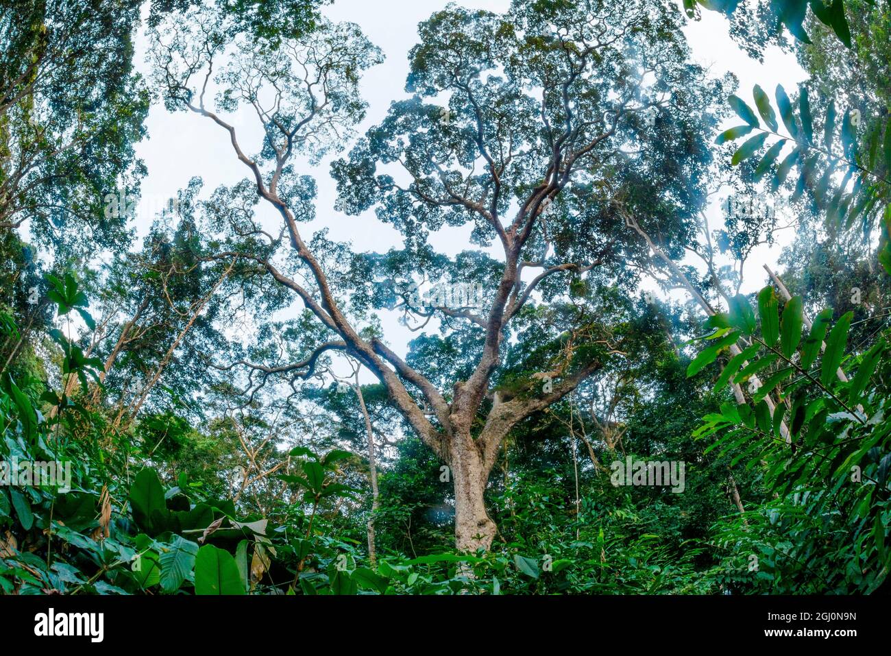 Marantaceae Wald Interieur. Odzala-Kokoua National Park. Region Cuvette-Ouest. Republik Kongo Stockfoto