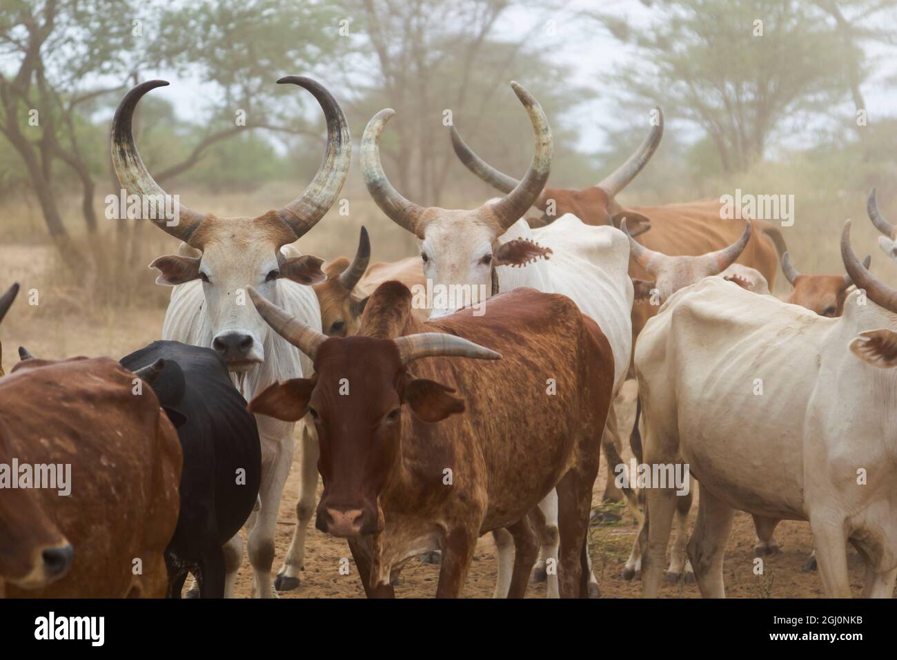 Afrika, Äthiopien, Omo River Valley, South Omo, Stamm der Hamer. Typisches Vieh der Hamer mit markanten Markierungen als Marken. Stockfoto