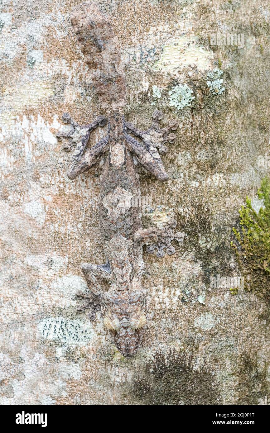 Afrika, Madagaskar, Marozevo, Peyrieras Reptilienreservat. Ein moosiger Gecko mit Blattschwanz, der seine Fähigkeit zeigt, sich in seine Umgebung einzumischen. Stockfoto