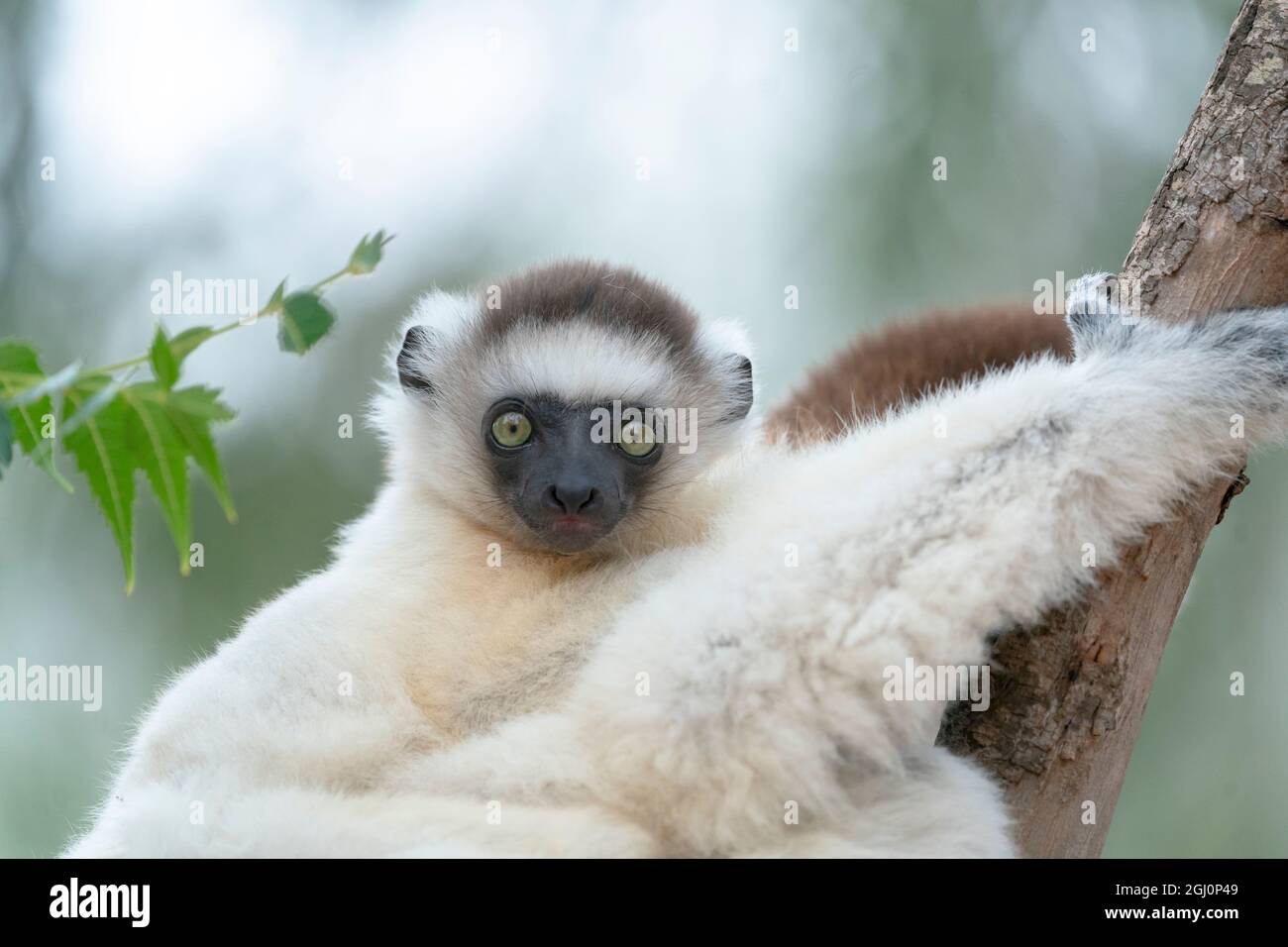 Afrika, Madagaskar, Anosy-Region, Berenty Reserve. Porträt eines jungen Verreaux-Sifakas, der sich an seine Mutter klammert. Stockfoto