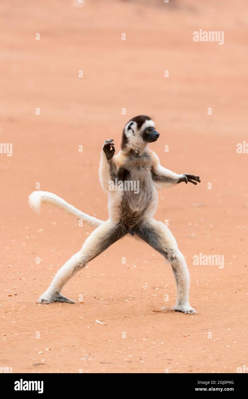 Afrika, Madagaskar, Anosy-Region, Berenty Reserve. Ein Sifaka von Verreaux „tanzt“ über offene Bereiche. Stockfoto