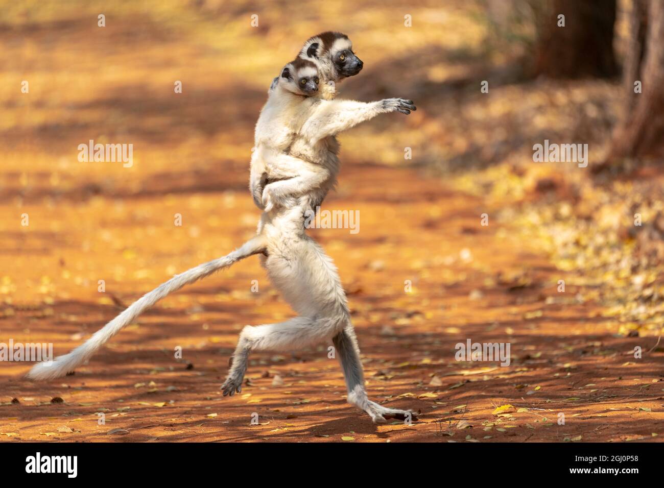 Afrika, Madagaskar, Anosy-Region, Berenty Reserve. Ein Sifaka von Verreaux „tanzt“ über offene Bereiche, während sich sein Baby festhält. Stockfoto