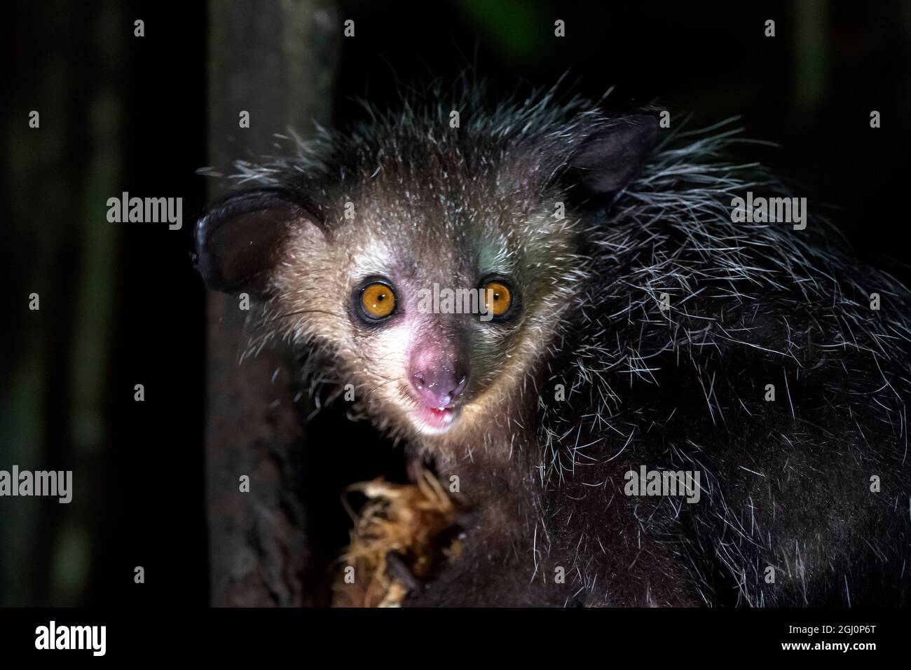 Afrika, Madagaskar, Lake Ampitabe, Akanin'ny Nosy Reserve. Ein Aye Aye, ein stark gefährdeter nächtlicher Lemur, isst eine Kokosnuss. Stockfoto