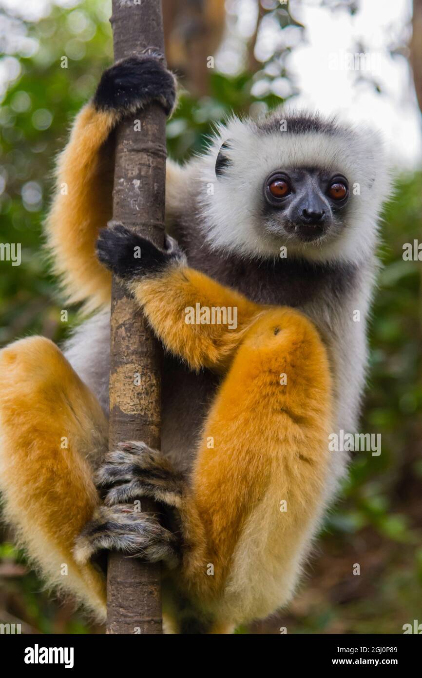 Madagaskar, Andasibe, Vakona Lodge, Lemur Island. Diademed sifaka (Propithecus diadema) sah sich neugierig etwas an. Stockfoto