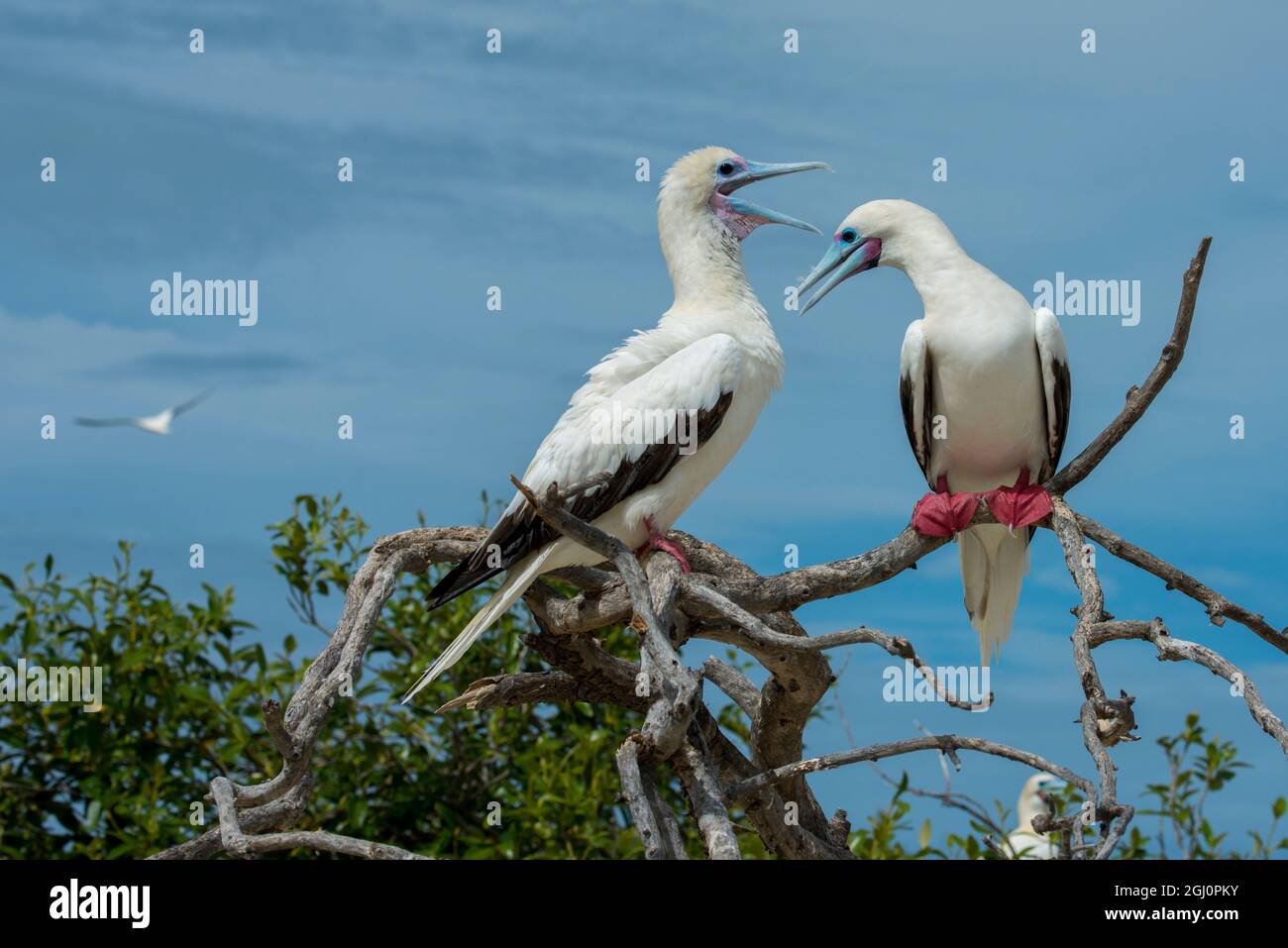 Seychellen, Indischer Ozean, Aldabra, Cosmoledo-Atoll. Wichtig Vogel Verschachtelung Kolonie. Paar von Rotfußtölpel (Wild: Sula Sula) Stockfoto