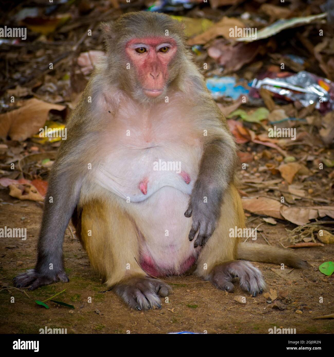 Mutter Affe sitzt auf dem Boden Stockfoto