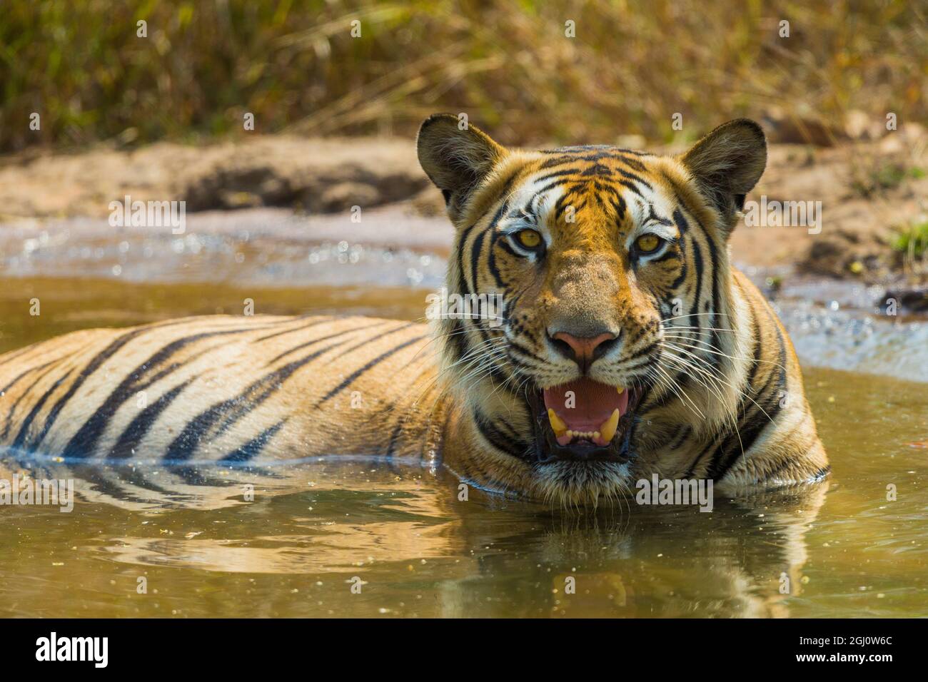 Asien. Indien. Männlich Bengal Tiger (Pantera tigris tigris) genießt die kühlen Wasser Loch an Bandhavgarh Tiger Reserve. Stockfoto