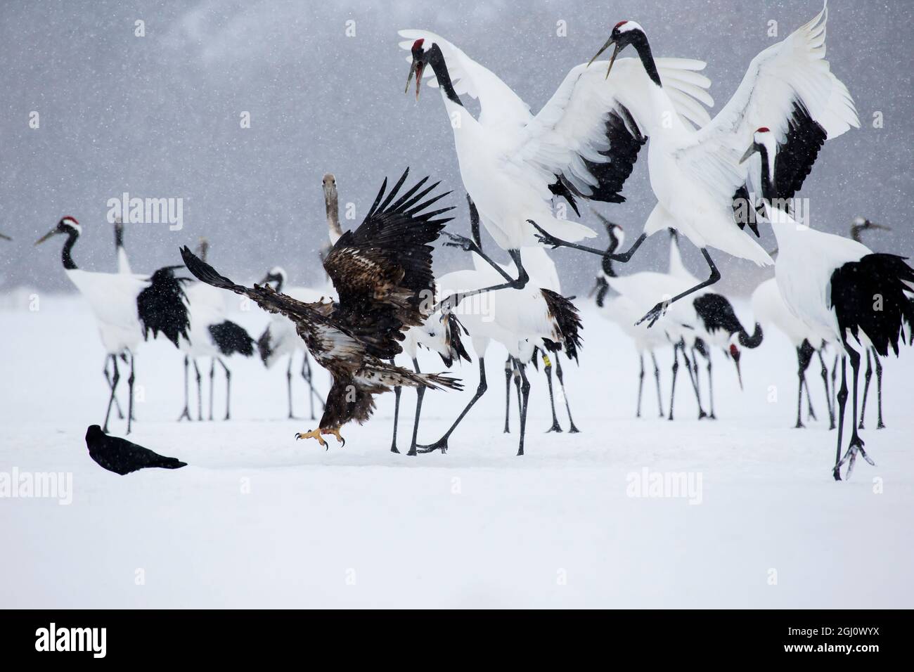 Asien, Japan, Hokkaido, Kushiro, Akan International Crane Center, Rotkrautkranich, Grus japonensis, Seeadler, Haliaeetus albicilla. Ein Weiß Stockfoto