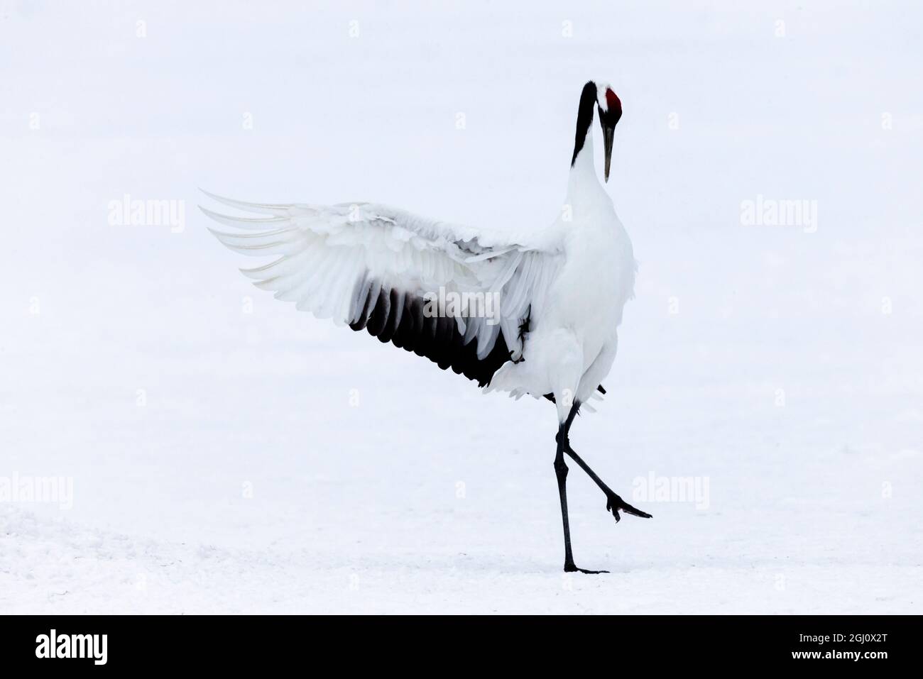 Asien, Japan, Hokkaido, Kushiro, Akan International Crane Center, Rotkränenkran, Grus japonensis. Ein rotkroniger Kran nimmt elegante Positionen an Stockfoto