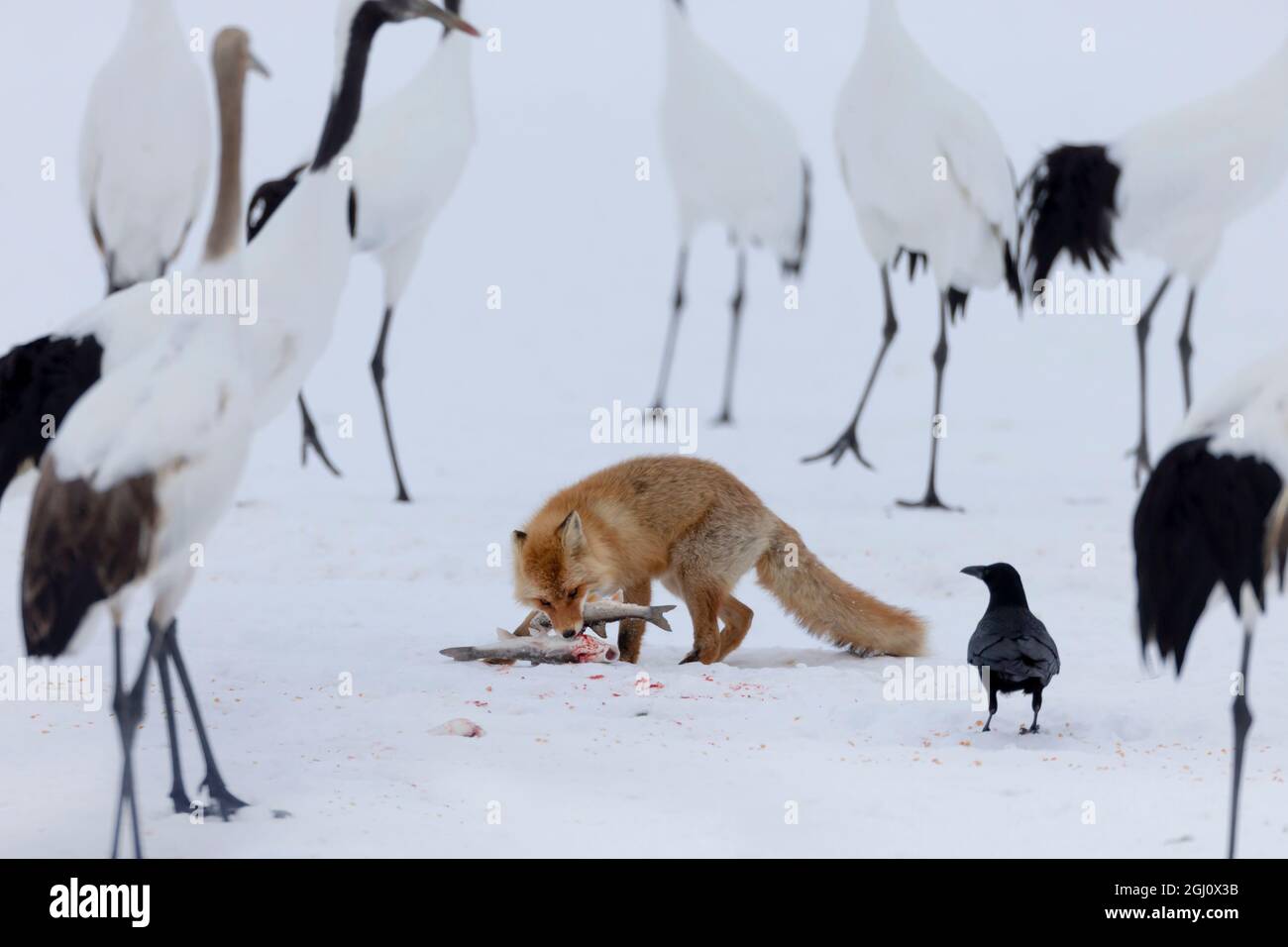 Asien, Japan, Hokkaido, Kushiro, Akan International Crane Center, japanischer Rotfuchs. Bis vor kurzem wurden Fische jeden Tag zu den Kränen geworfen, und Fuchs Stockfoto