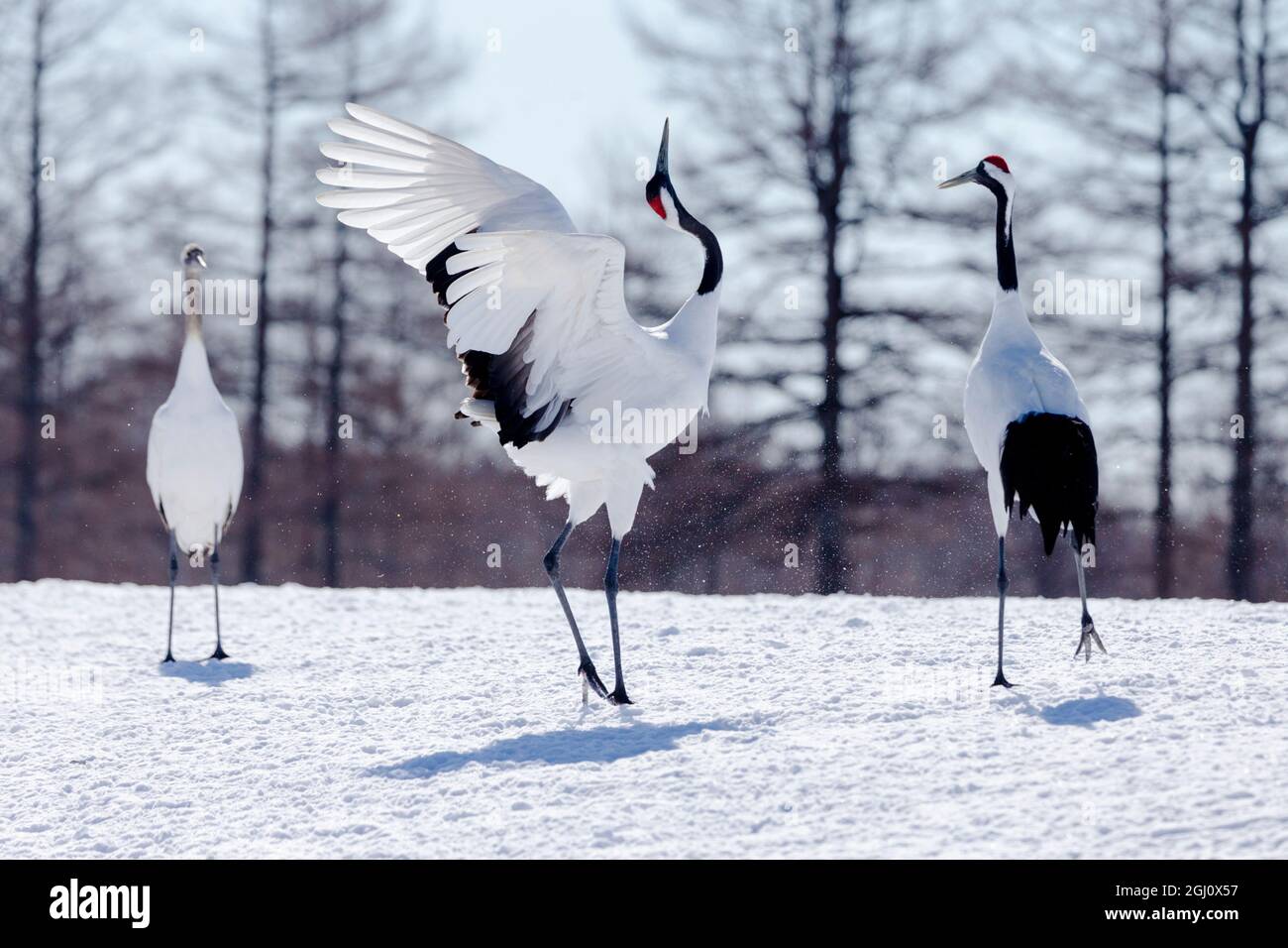 Asien Japan Hokkaido Kushiro Tsuri Ito Rotkr nenheiligtum asien-japan-hokkaido-kushiro-tsuri-ito-rotkr-nenheiligtum