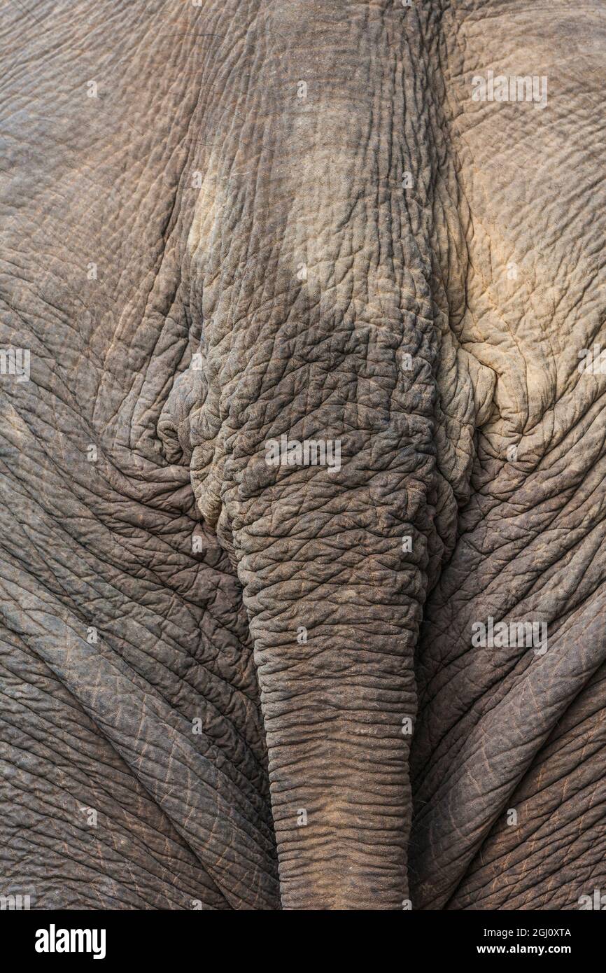 Laos, Sainyabuli. Elephant Conservation Center, asiatischer Elefantenschwanz. Stockfoto