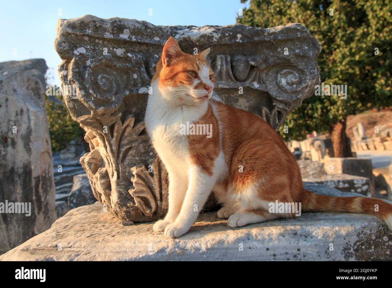 Türkei, Provinz Izmir, Selcuk, antike Stadt Ephesus, altes Weltzentrum für Reisen und Handel an der Ägäis an der Mündung des Flusses Cayster. Kat. Stockfoto