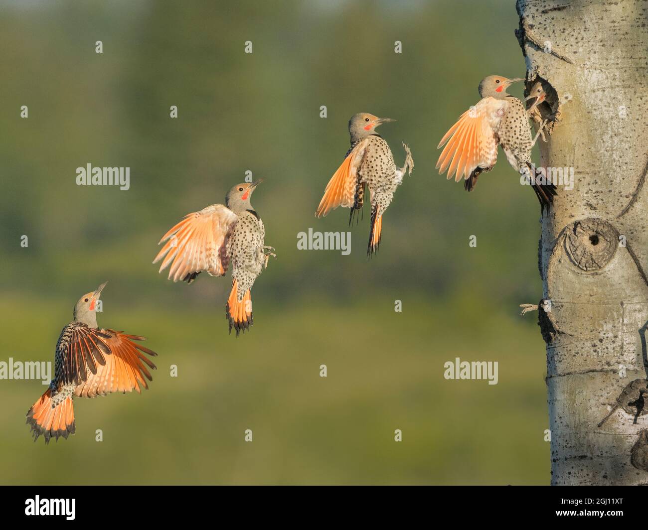 Kanada, British Columbia. Erwachsene männliche Northern Flicker (Colaptes auratus) fliegt nach nesthole in Aspen Tree (digital Composite). Stockfoto