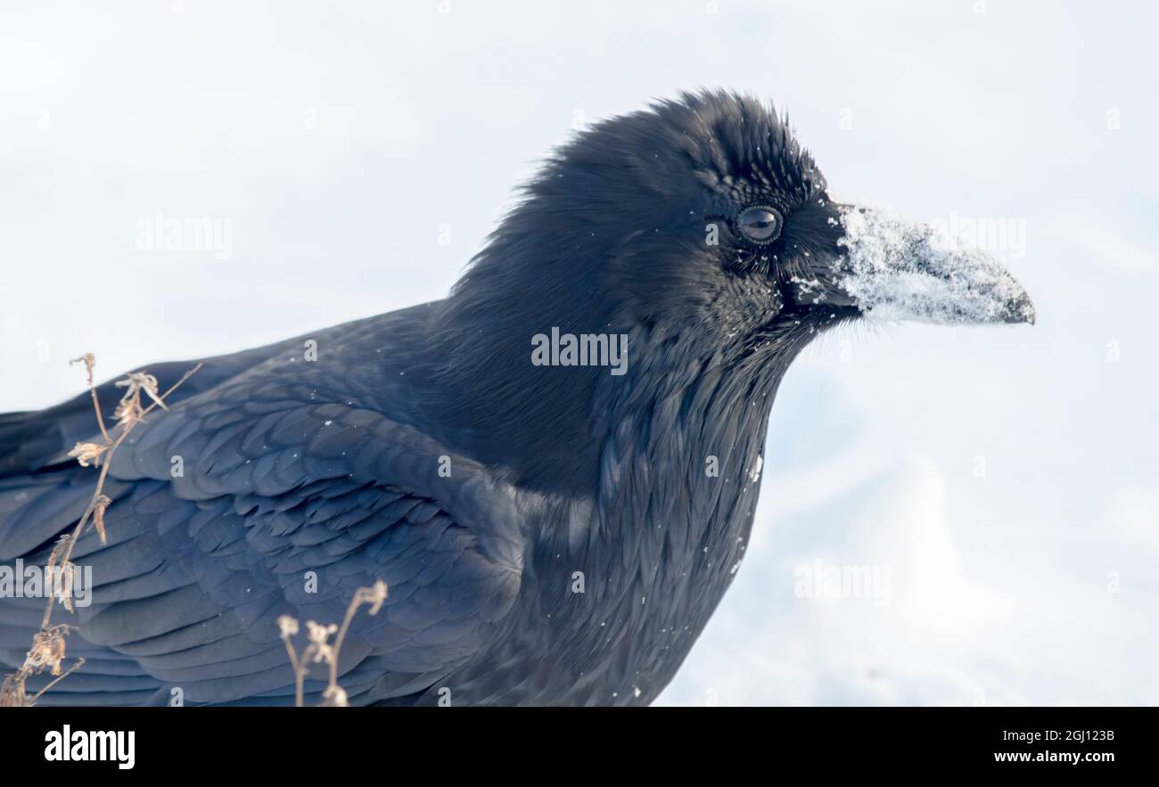 Der gemeine Rabe (nördlicher Rabe) ist ein großer, ganz schwarzer Singvögel, der auf der gesamten nördlichen Hemperie gefunden wird. Stockfoto