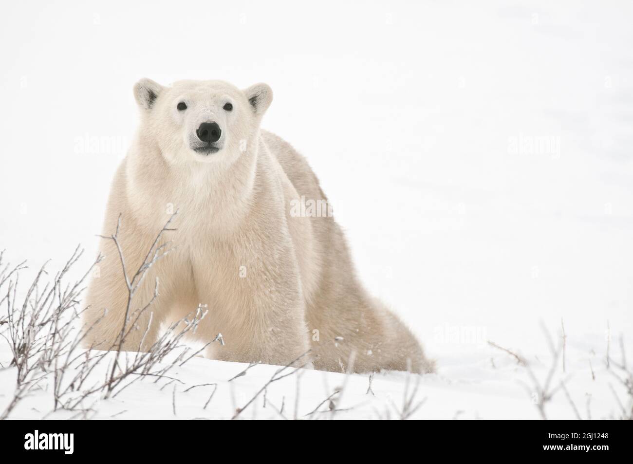 Kanada, Manitoba, Churchill. Eisbär auf gefrorene Tundra. Stockfoto