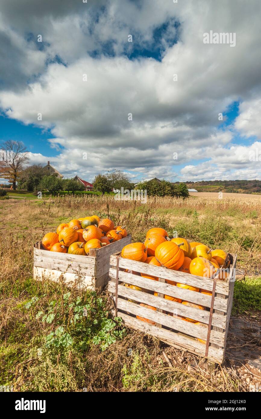 Kanada, Nova Scotia, Annapolis Valley, Wolfville. Kürbisfarm im Herbst. Stockfoto