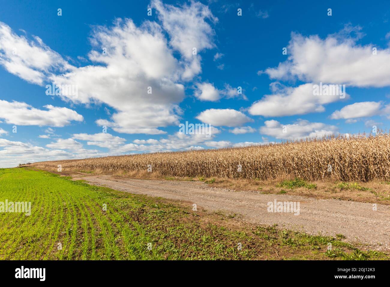 Kanada, Nova Scotia, Annapolis Valley, Wolfville. Landwirtschaftliche Feld im Herbst. Stockfoto