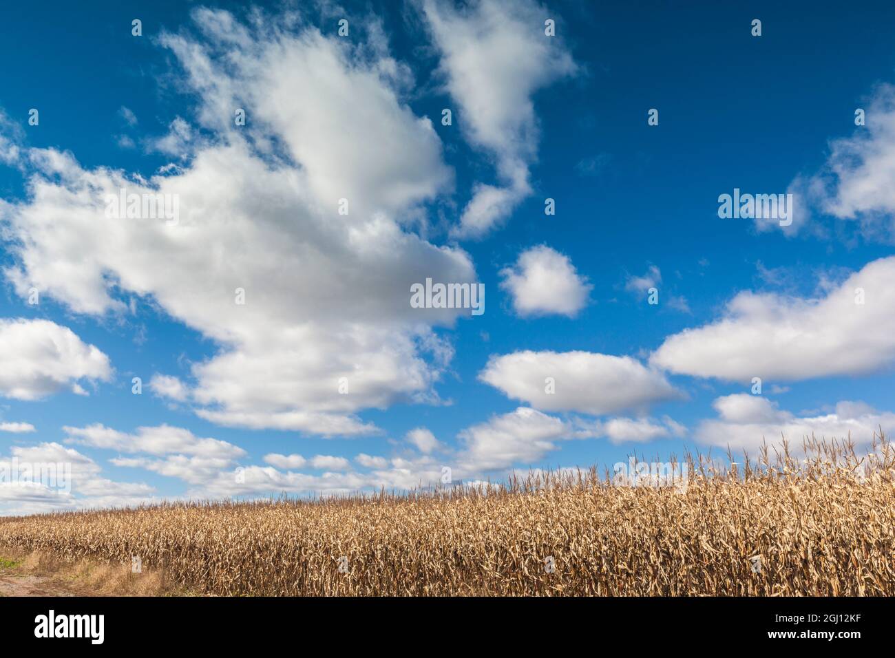 Kanada, Nova Scotia, Annapolis Valley, Wolfville. Landwirtschaftliche Feld im Herbst. Stockfoto