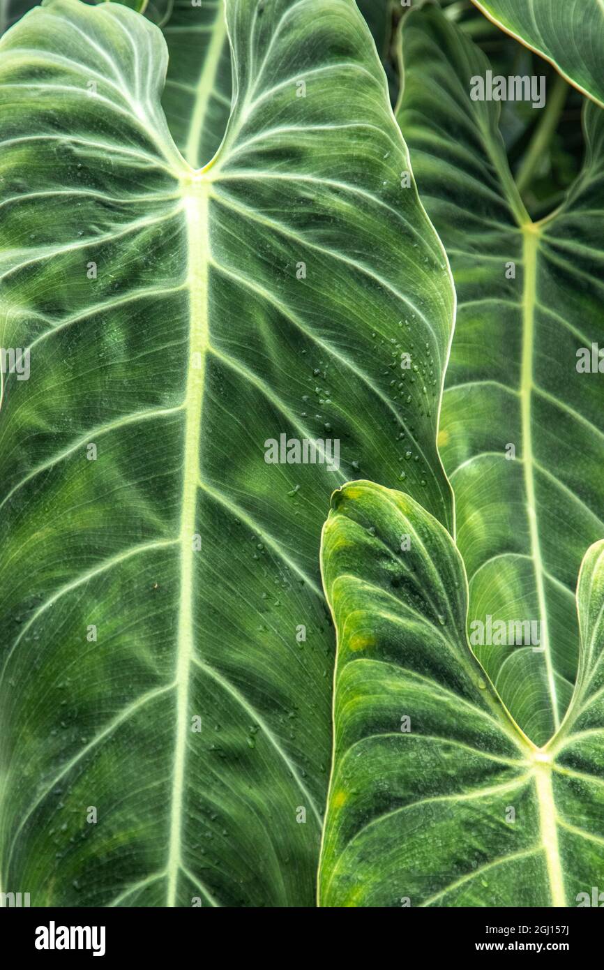 Nahaufnahmen der Blätter der Elefantenohren-Pflanze, auch bekannt als Alocasia. Stockfoto