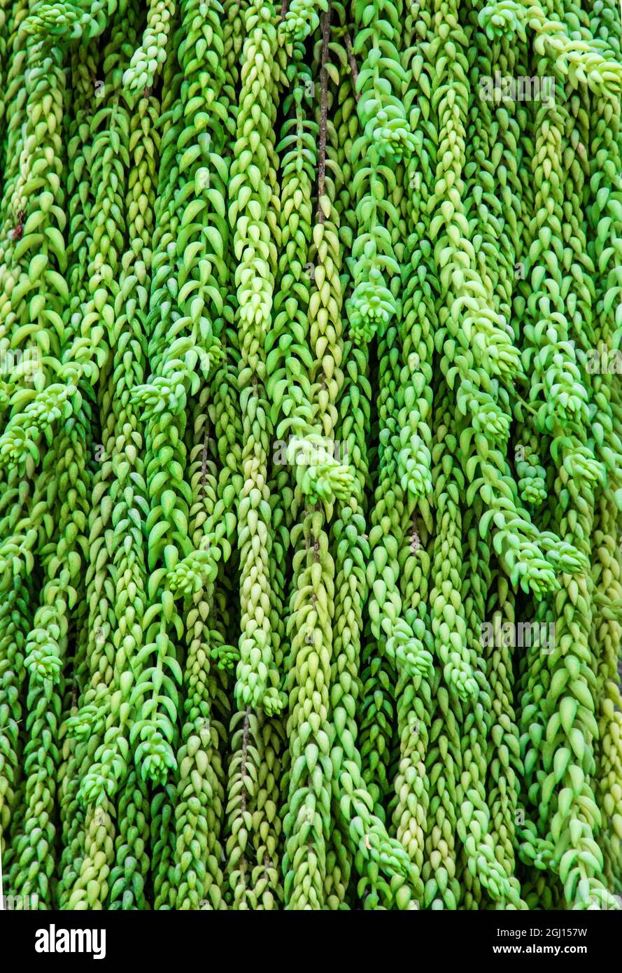 Burros Schwanzpflanze ist nach ihren langen, zylindrischen Blättern benannt. Stockfoto