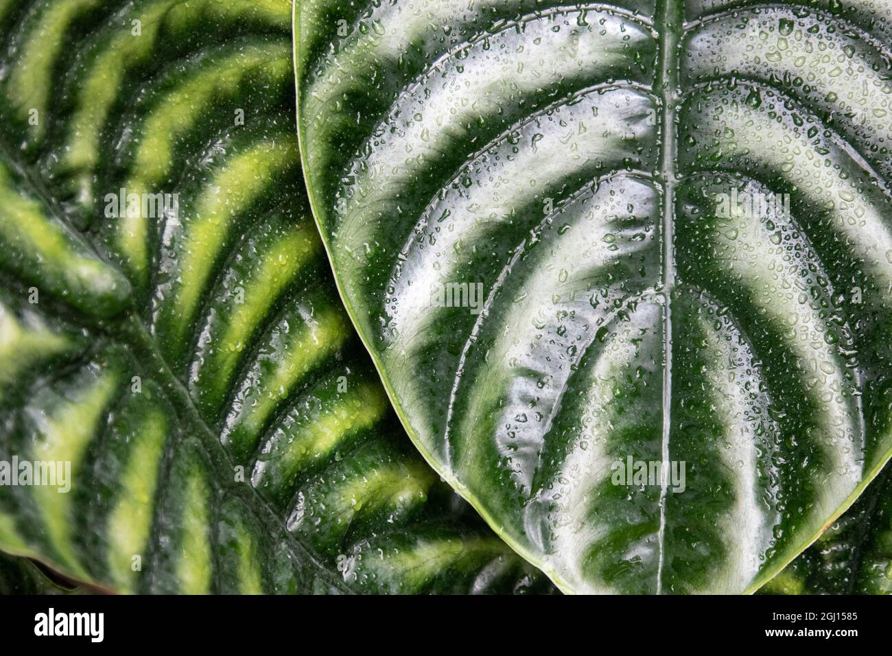 Montreal Botanical Gardens, Elefantenohren mit Regenwasser. Stockfoto