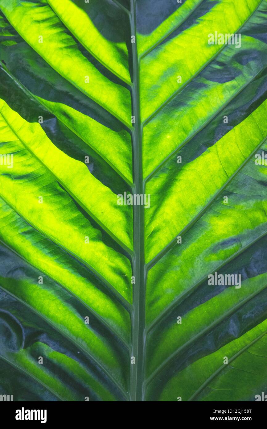 Thailand riesigen Elefantenohr, gilt als invasiv in bestimmten Staaten in den Vereinigten Staaten. Stockfoto