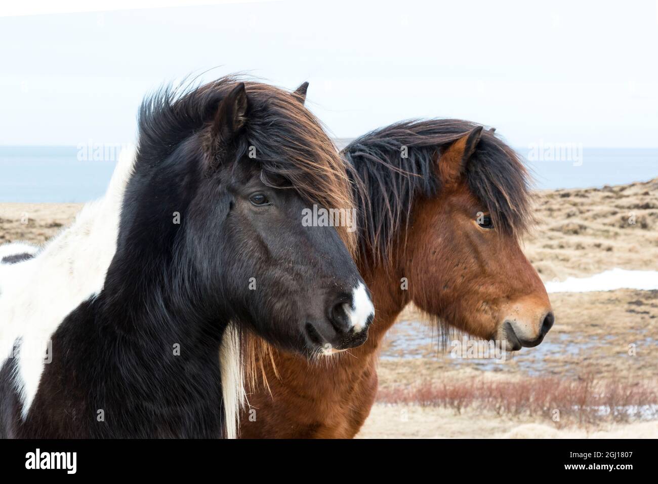 Europa, Island, Nordisland, in der Nähe von Akureyri. Isländische Pferde haben dicke Mähne und Mäntel, die sie vor der Kälte schützen. Stockfoto