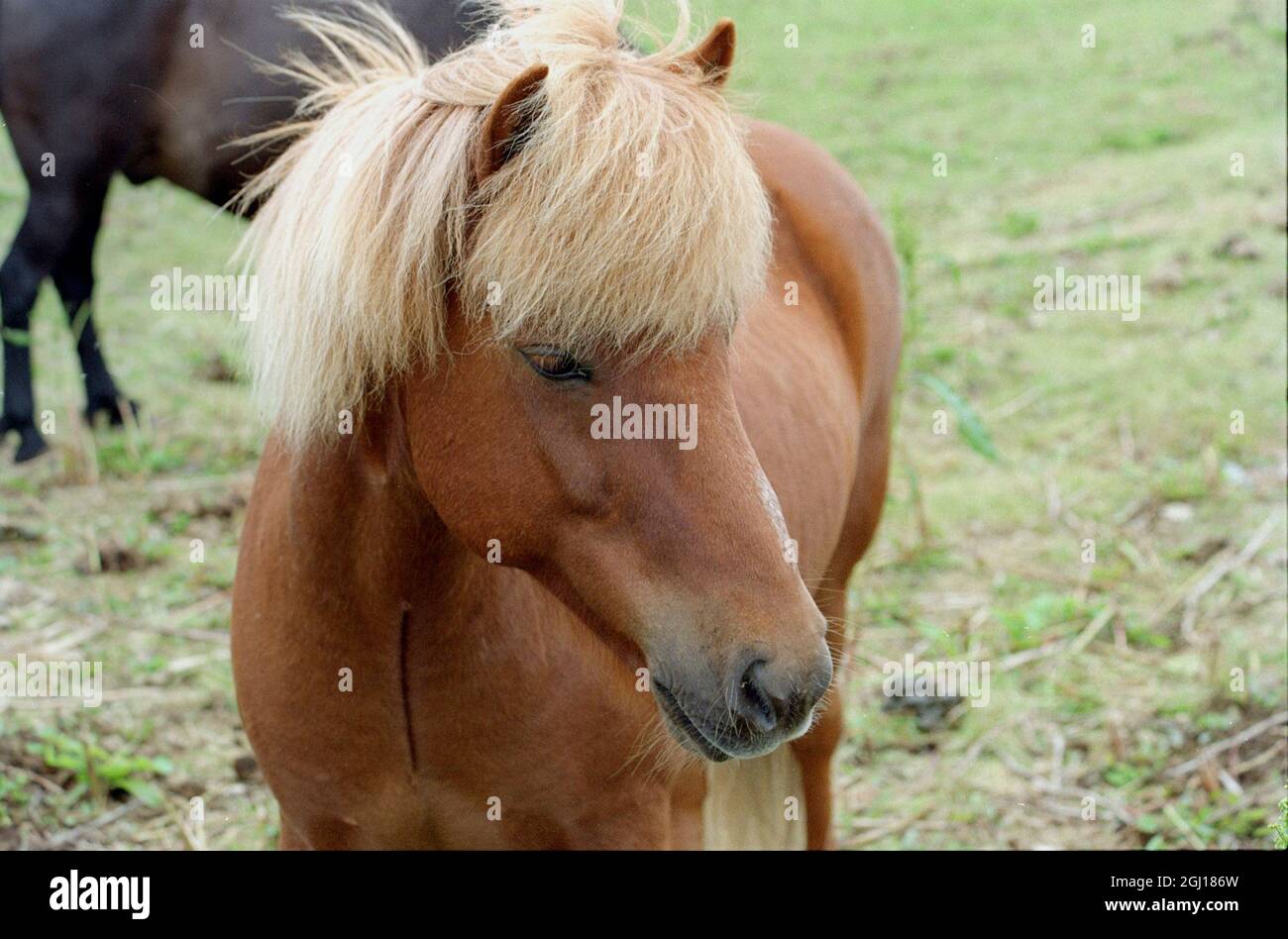 Diese kleinen Pferde sind so groß wie Ponys, leben lange Leben und sind eine robuste Rasse. Aufgrund ihrer Größe und Gent werden sie häufig als Therapietiere verwendet Stockfoto