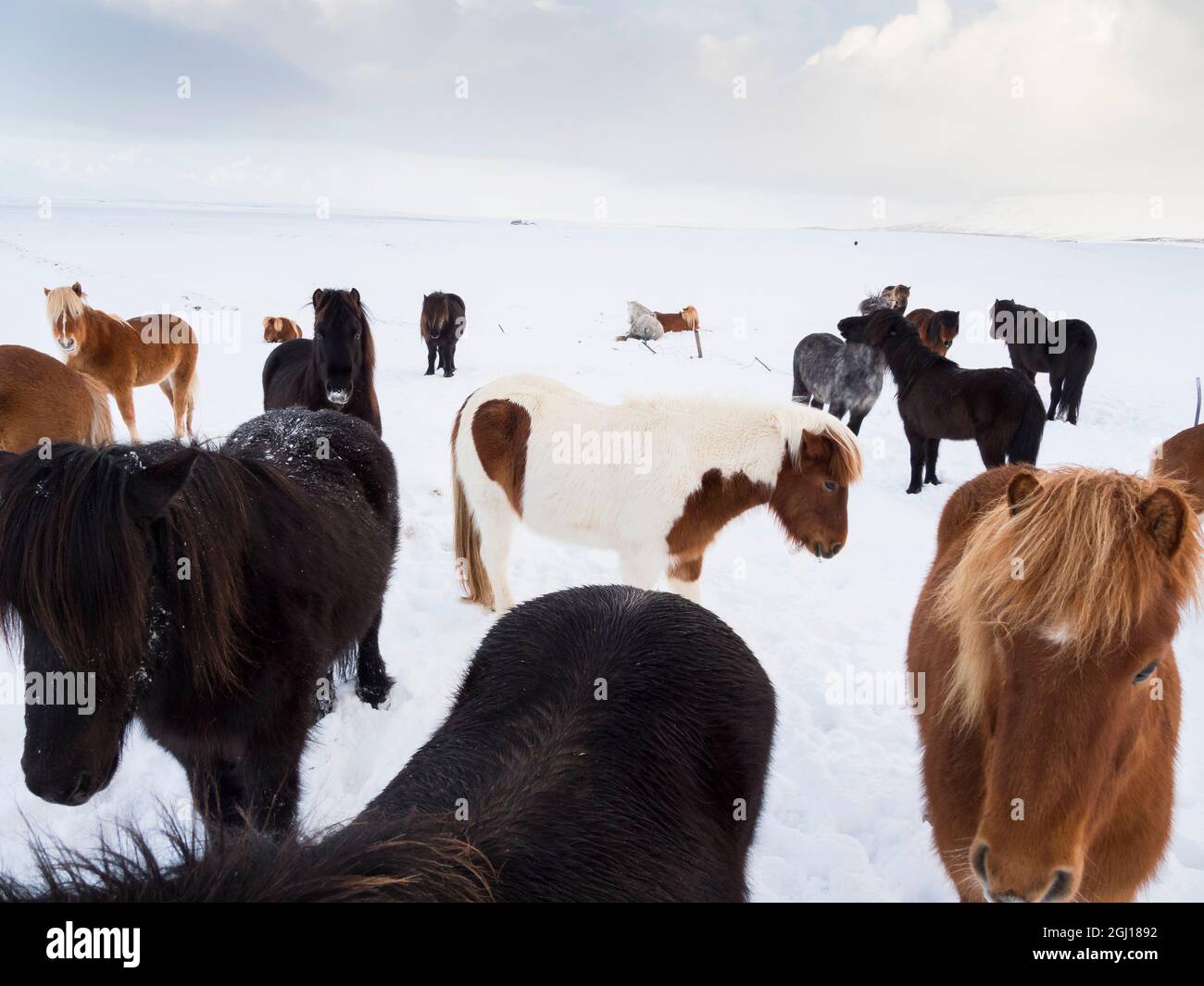 Isländisches Pferd im Neuschnee. Traditionelle Rasse für Island und geht zurück auf die Pferde der alten Wikinger, Island. Stockfoto