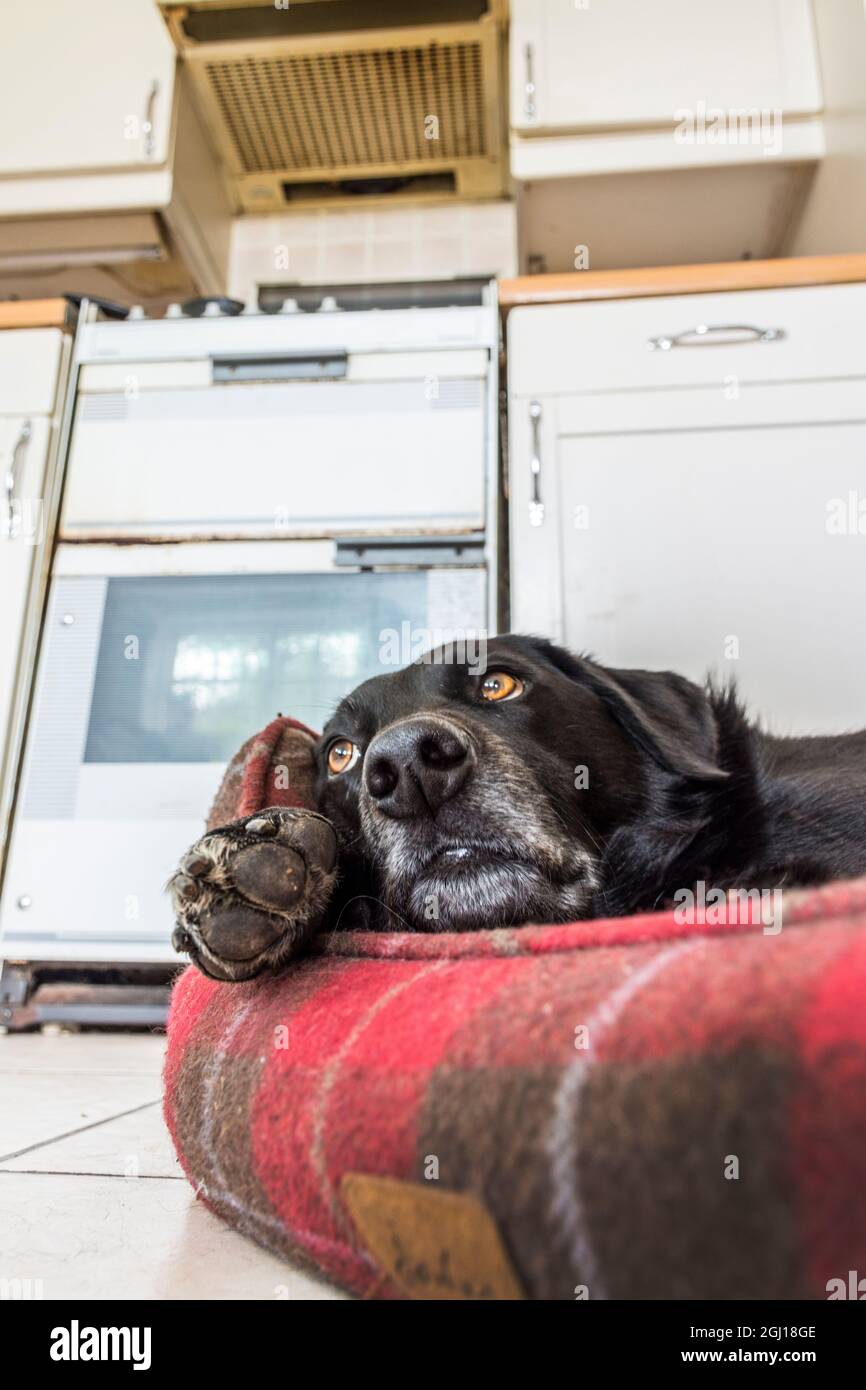 Blick auf die Höhe des Hundes von seinem Bett in der Küche. Stockfoto