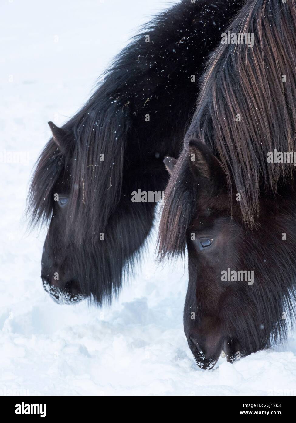 Isländisches Pferd im Neuschnee. Es ist die traditionelle Rasse für Island und geht auf die Pferde der alten Wikinger zurück. Stockfoto
