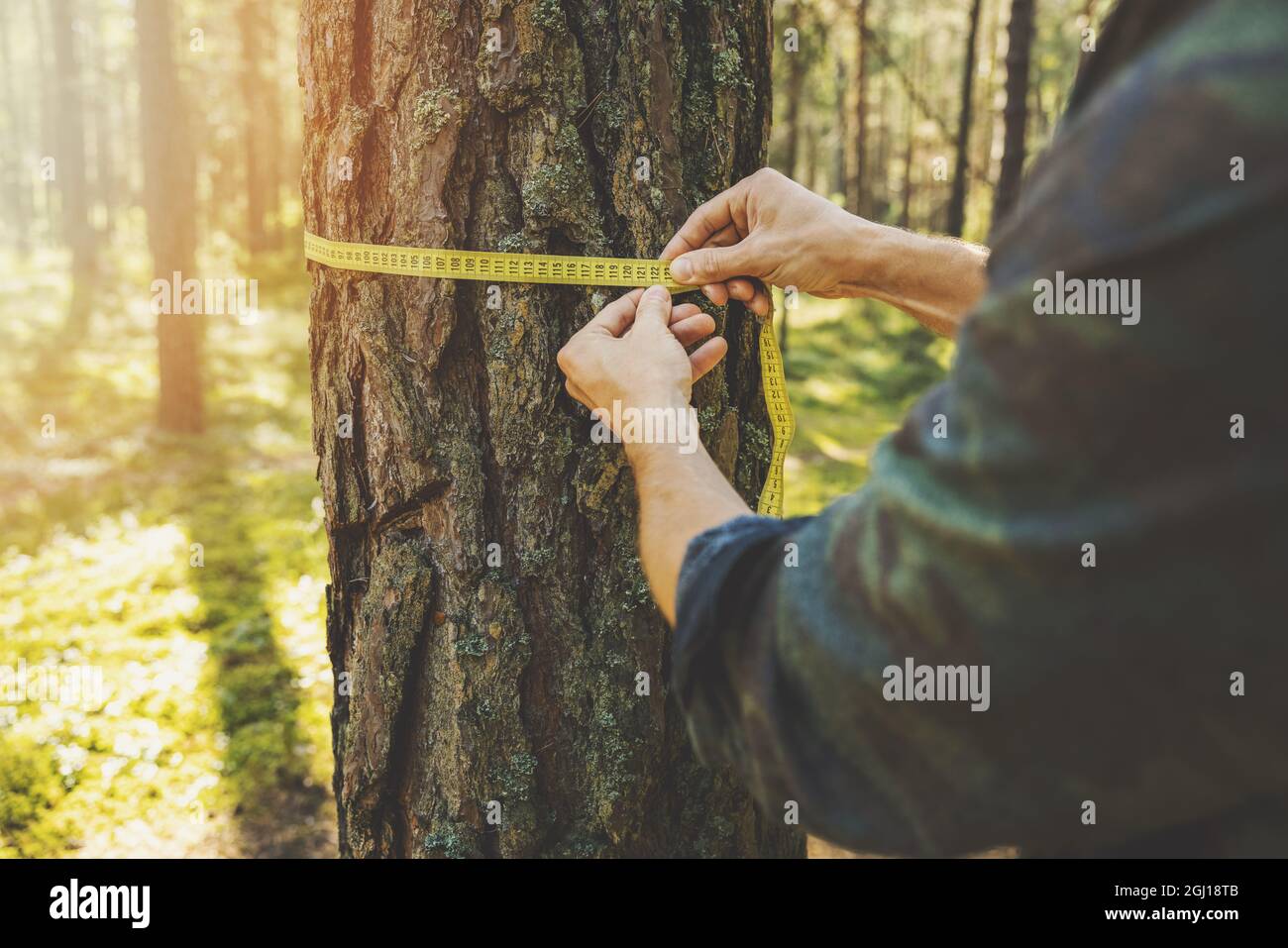 Entwaldung und Waldbewertung - Mann, der den Umfang eines Baumes mit einem Linealband misst Stockfoto