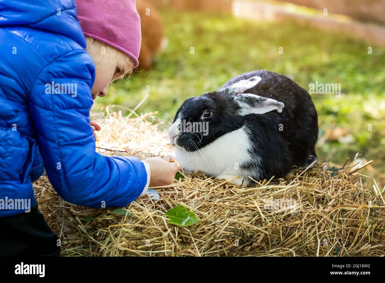 Kleines Mädchen füttert Kaninchen mit Gras im Mini-Zoo Stockfoto