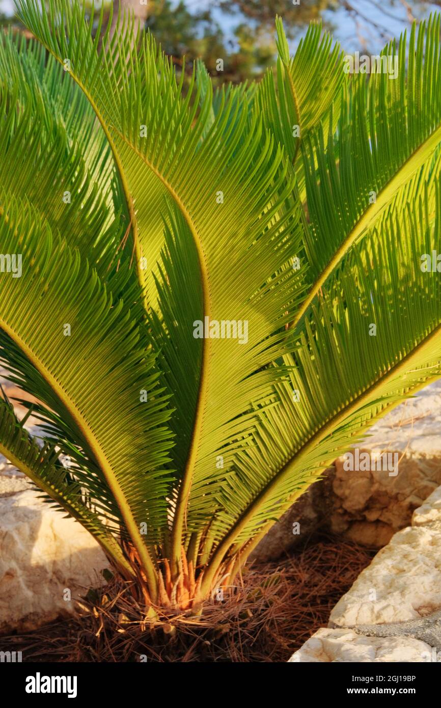 Cycas Revoluta. Grüne Palme an der Küste. Üppig grüne Palmenblätter im Sonnenlicht Tag. Erholung, Urlaub und Tourismus an sonniger Küste. Stockfoto