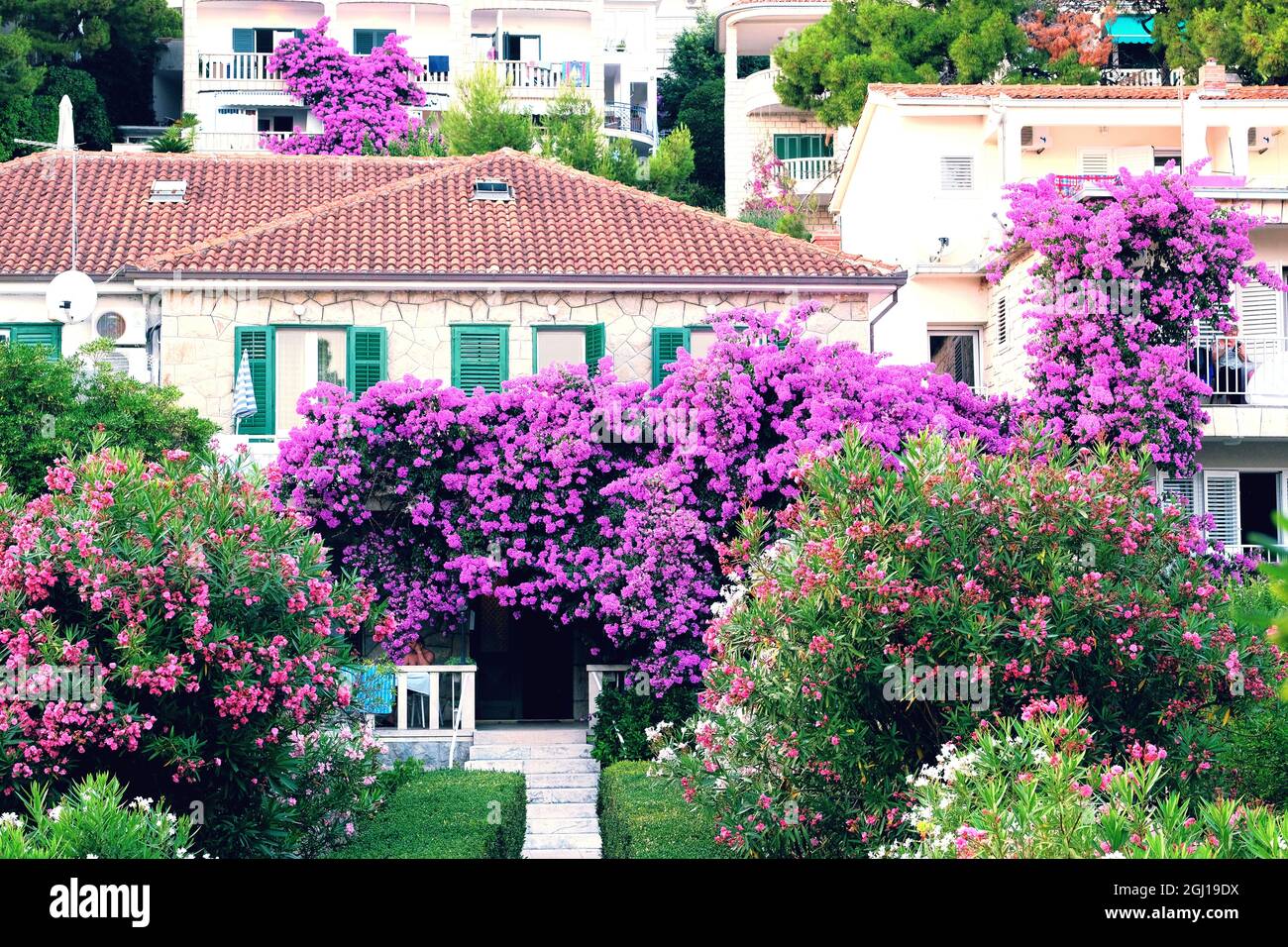 Bougainvillea Busch wächst neben Wohngebäuden an der Küste Kroatiens. Sommerlandschaften auf Reisen. Stockfoto